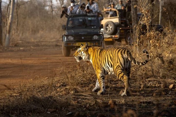 Explore Luxury Wildlife & Eco Safari Destinations and Wildlife Encounters