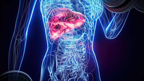 Explore Fatty Liver Disease Resources: Complete Health Information